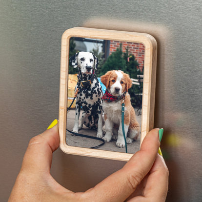 A hand placing a rectangular framed photo magnet on the fridge. The photo is of two dogs sitting next to each other - a dalmatian and retriever mix.. 