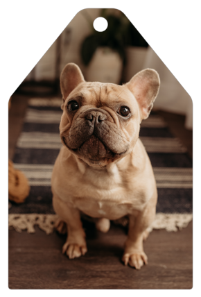 prod_vertical_5x7Back